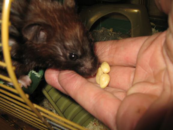 My hamster Lucy's Pine-Seed Treat Feed ...