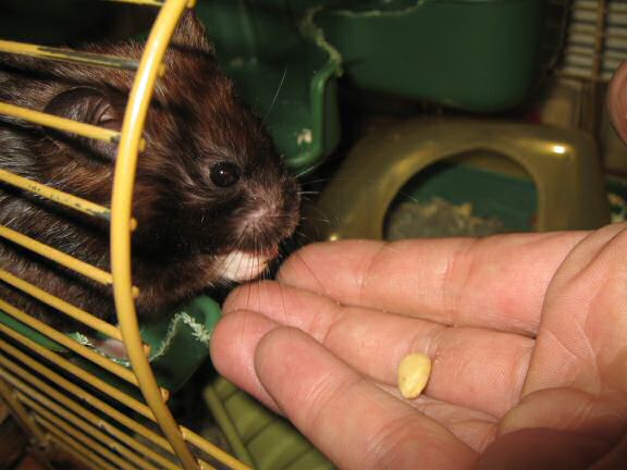 My hamster Lucy's Pine-Seed Treat Feed ...