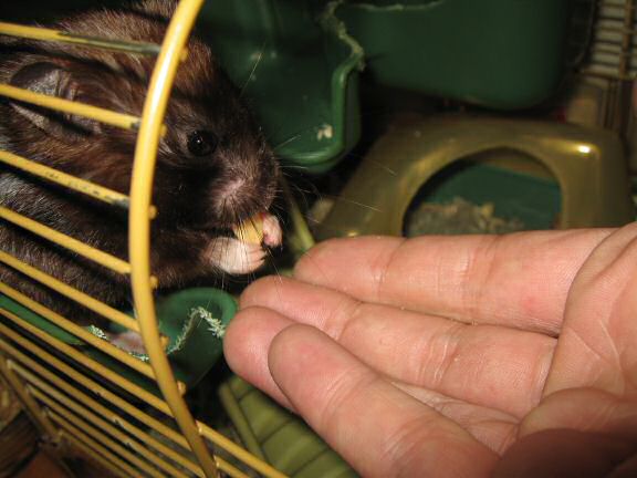 My hamster Lucy's Pine-Seed Treat Feed ...