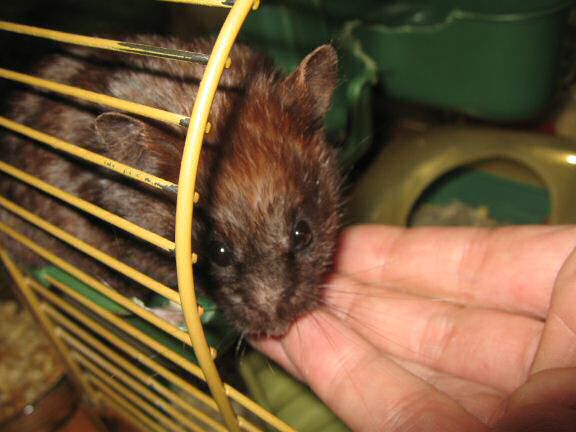 My hamster Lucy's Pine-Seed Treat Feed ...