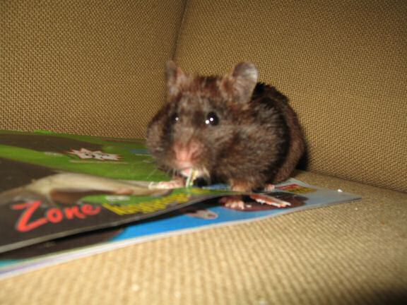 My hamster Lucy's AS my personal (little) shredder, in action ...