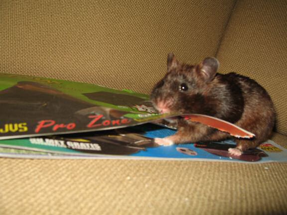 My hamster Lucy's AS my personal (little) shredder, in action ...