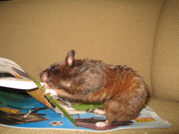 My hamster Lucy's AS my personal (little) shredder, in action ...