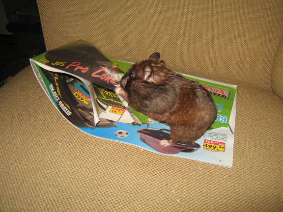 My hamster Lucy's AS my personal (little) shredder, in action ...