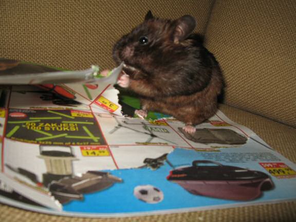My hamster Lucy's AS my personal (little) shredder, in action ...