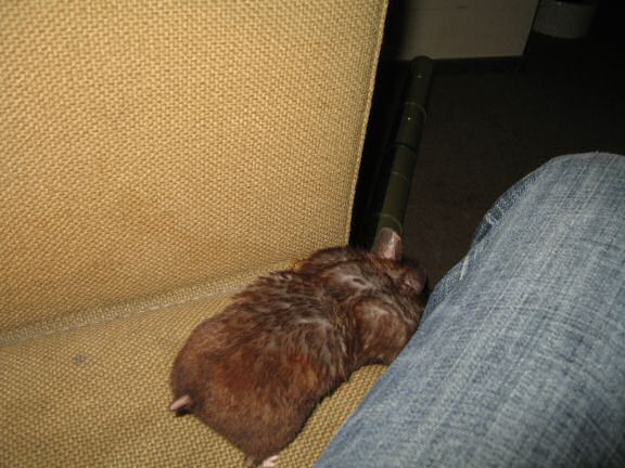 My hamster Lucy's AS my personal (little) shredder, in action ...