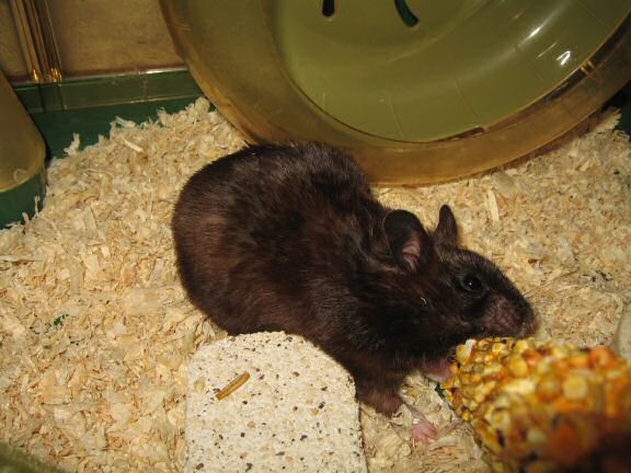 Update from the HamsterTracker Head Office !