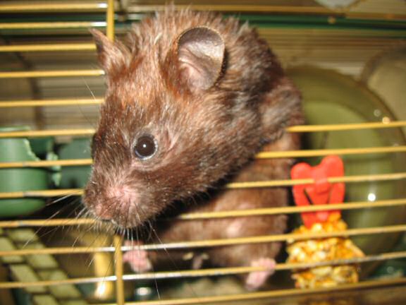 Lucy's Inspection at HamsterTracker.com