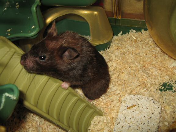 Lucy's Inspection at HamsterTracker.com