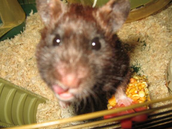 Lucy's Inspection at HamsterTracker.com