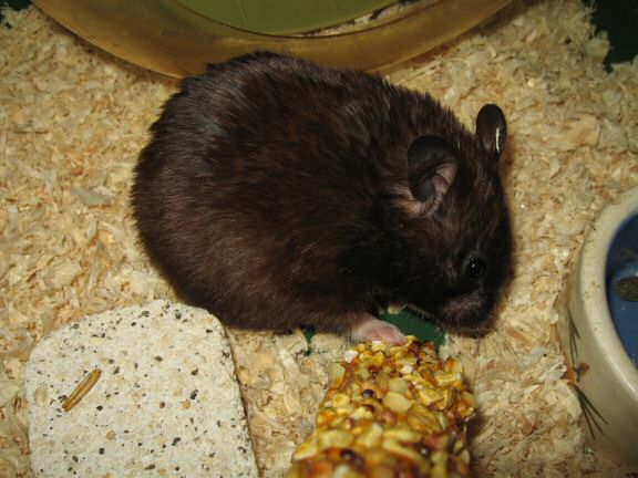 Lucy's Inspection at HamsterTracker.com