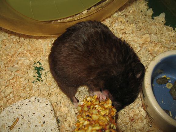 Lucy's Inspection at HamsterTracker.com