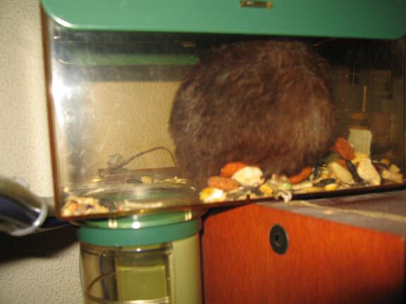 My hamster Lucy's Meditation