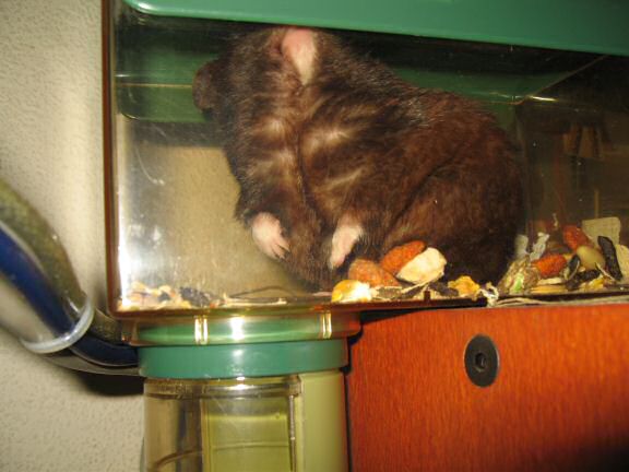 My hamster Lucy's Meditation