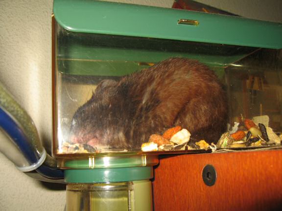 My hamster Lucy's Meditation