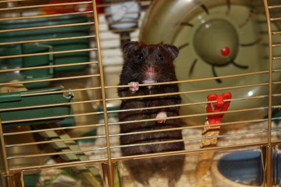 My hamster Lucy's 1st Birthday!