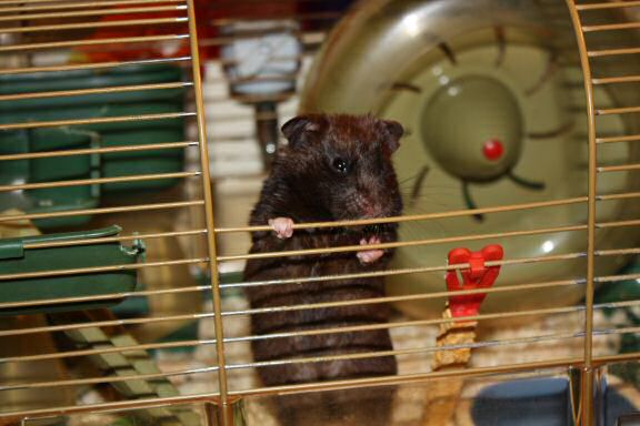 My hamster Lucy's 1st Birthday!