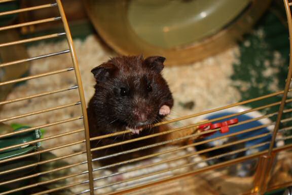 My hamster Lucy's 1st Birthday!