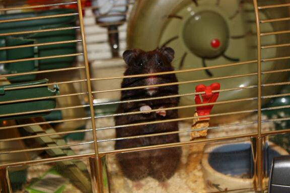 My hamster Lucy's 1st Birthday!