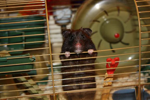 My hamster Lucy's 1st Birthday!