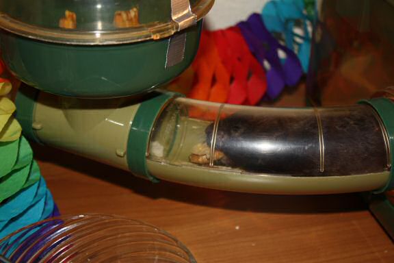 My hamster Lucy's 1st Birthday!