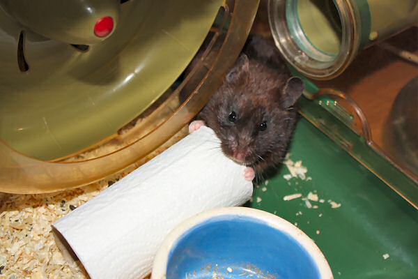 My hamster Lucy's TP-ROLL devour (again).