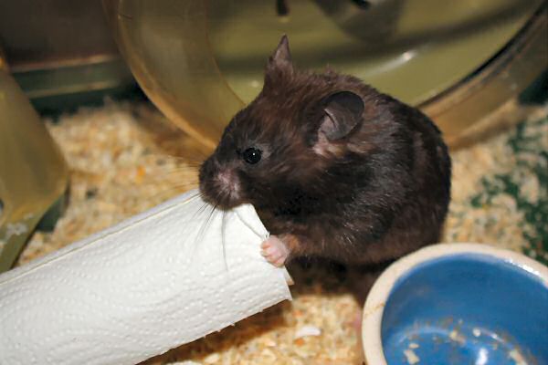 My hamster Lucy's TP-ROLL devour (again).