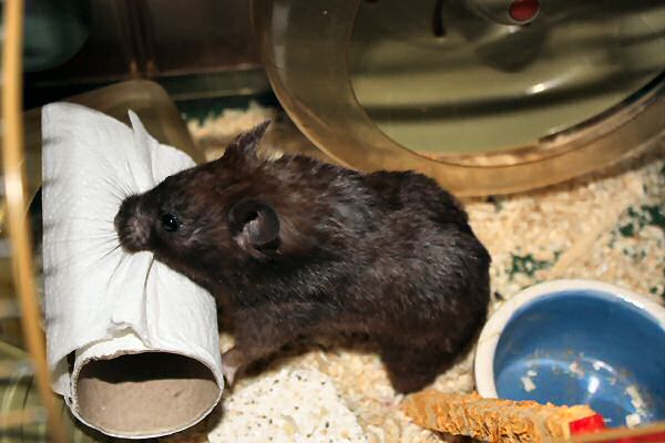 My hamster Lucy's TP-ROLL devour (again).