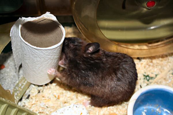 My hamster Lucy's TP-ROLL devour (again).