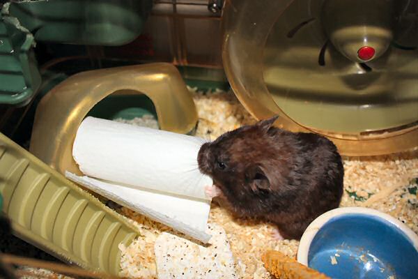 My hamster Lucy's TP-ROLL devour (again).