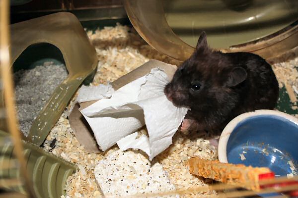 My hamster Lucy's TP-ROLL devour (again).