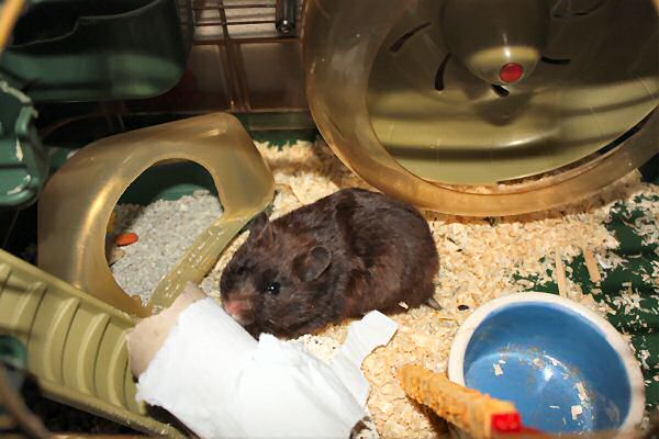 My hamster Lucy's TP-ROLL devour (again).