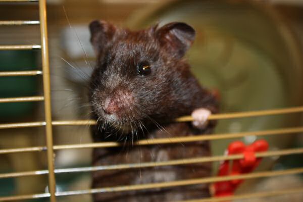 A special treat for my hamster Lucy.