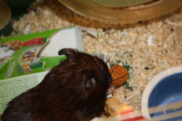 A special treat for my hamster Lucy.