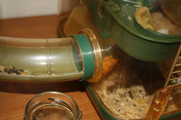 A special treat for my hamster Lucy.