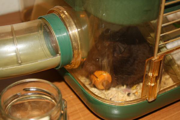 A special treat for my hamster Lucy.