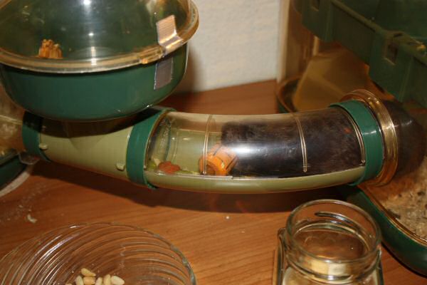 A special treat for my hamster Lucy.