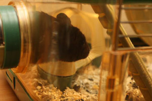 My hamster Lucy's Expressions...