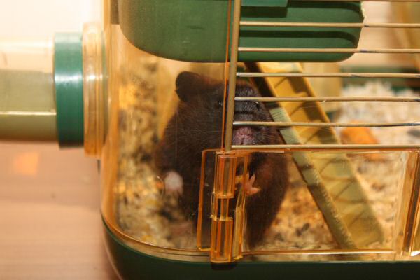 My hamster Lucy's Expressions...