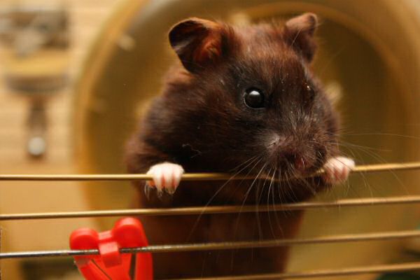 My hamster Lucy's Expressions...