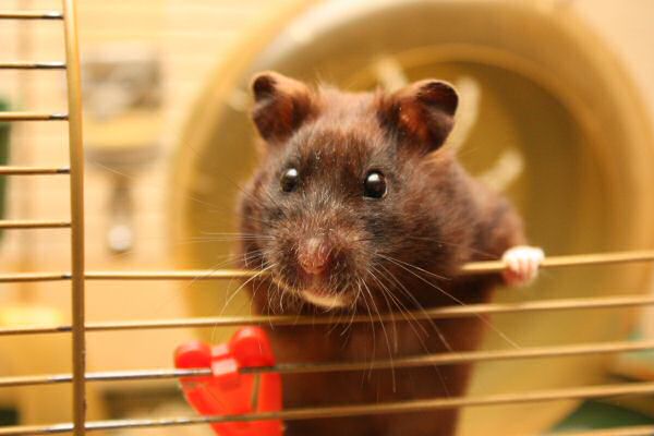 My hamster Lucy's Expressions...