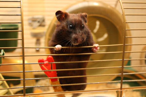 My hamster Lucy's Expressions...