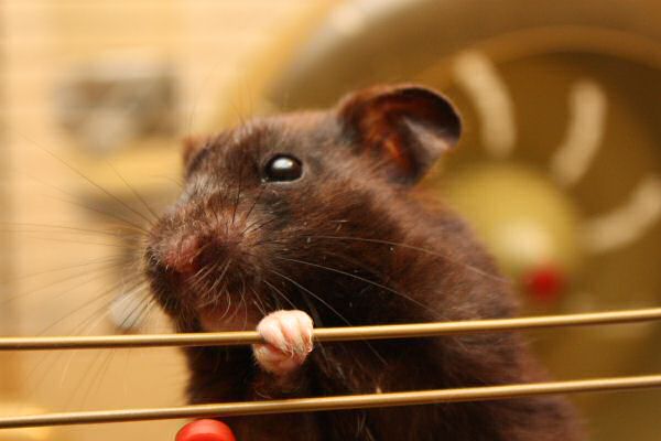 My hamster Lucy's Expressions...