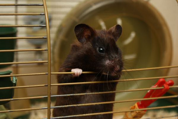 Watching TV with my hamster Lucy.