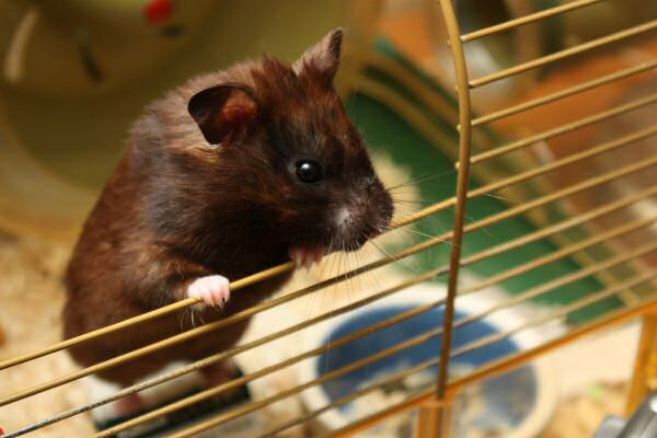 Watching TV with my hamster Lucy.