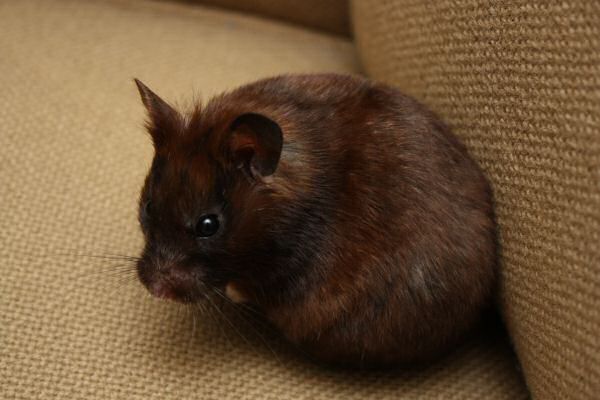 Watching TV with my hamster Lucy.