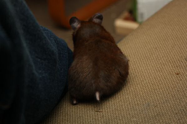 Watching TV with my hamster Lucy.