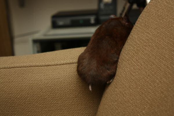 Watching TV with my hamster Lucy.