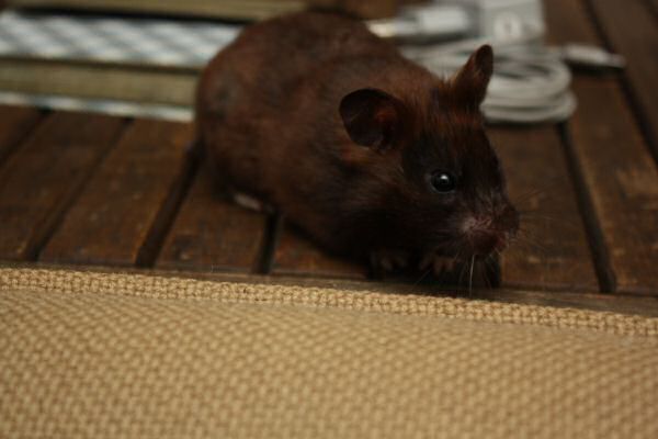 Watching TV with my hamster Lucy.