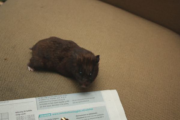 Sharing, with my hamster Lucy.